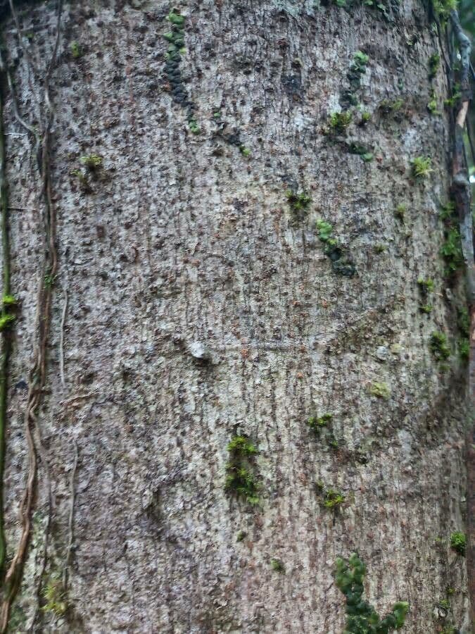 Sterculia 7