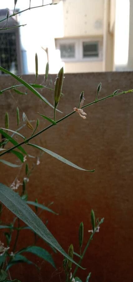 Andrographis paniculata 8