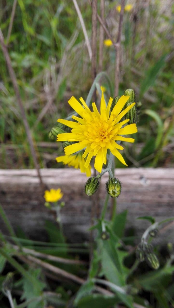 Lachenals Habichtskraut 7