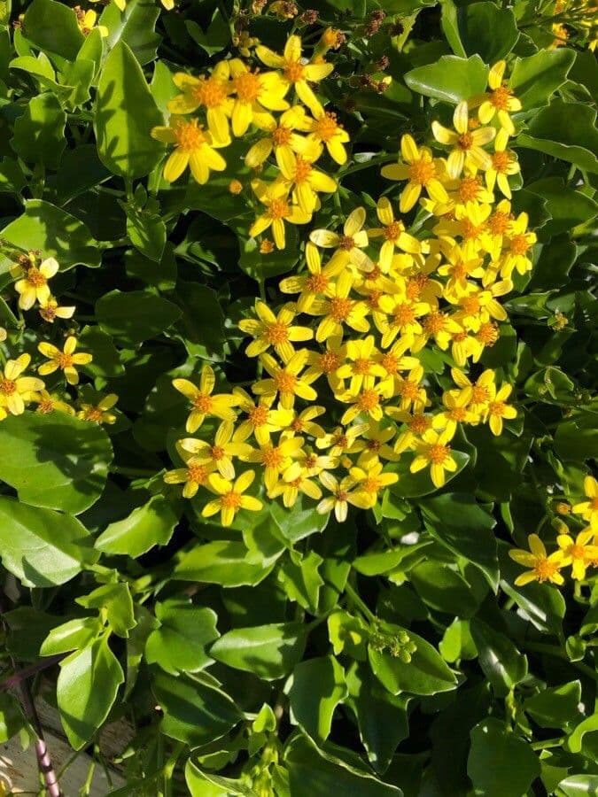 Senecio angulatus 14