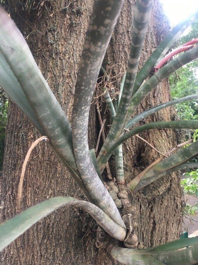 Billbergia 11