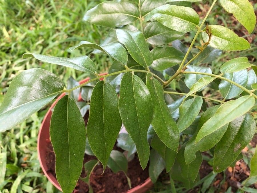 Bolusanthus 7