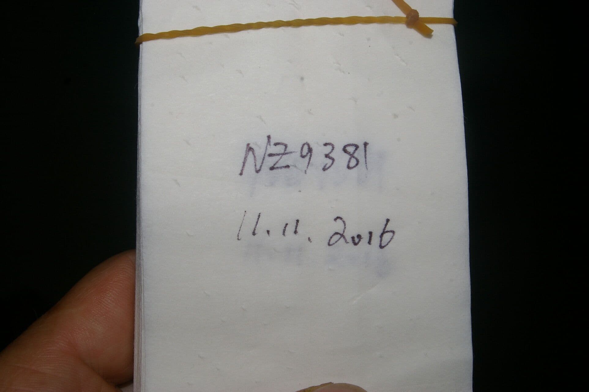 Colubrina 17