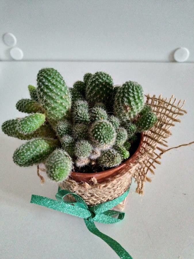 Cactus corona di fuoco 7