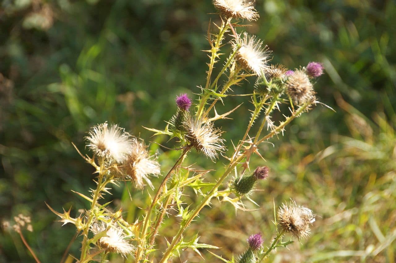 Knollen-Distel 28