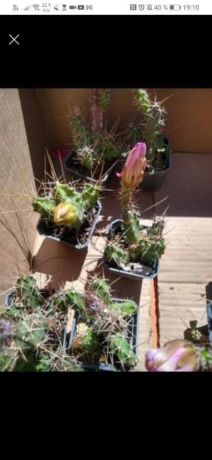 Cactus a cinque lobi 16