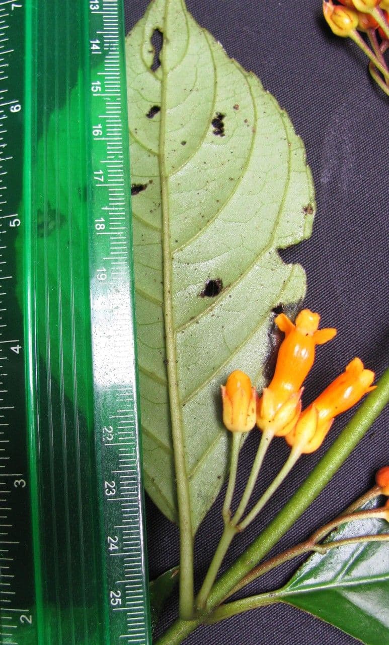 Besleria laxiflora 10