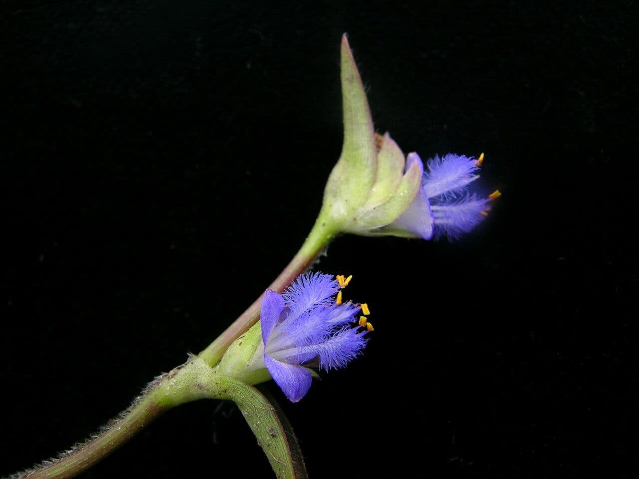 Cyanotis vaga 2