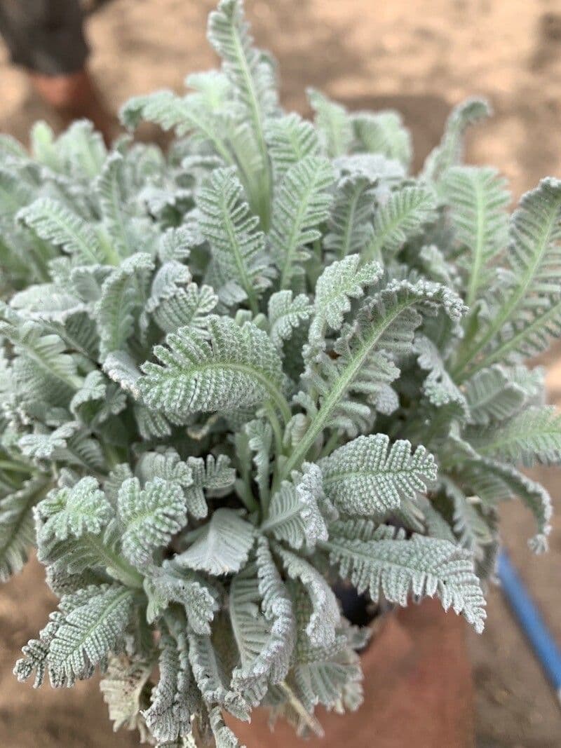 Tansy denso 7