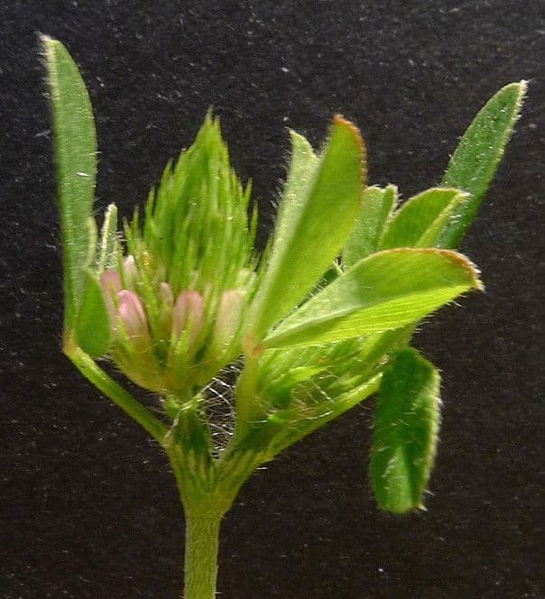 Trifoglio 27
