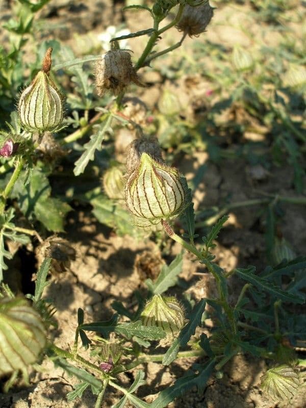 Garten-Eibisch 22