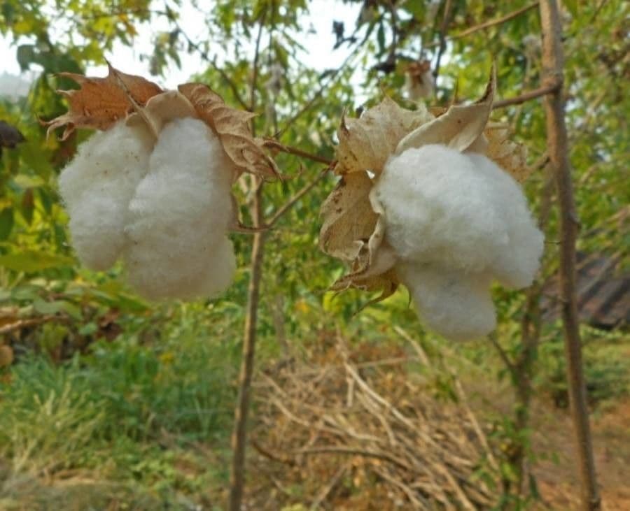 Baumwollbaum 6
