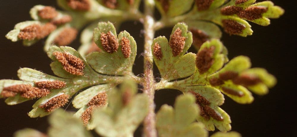 Asplenium 4
