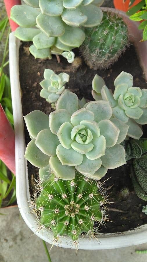 Echeveria elegante 17