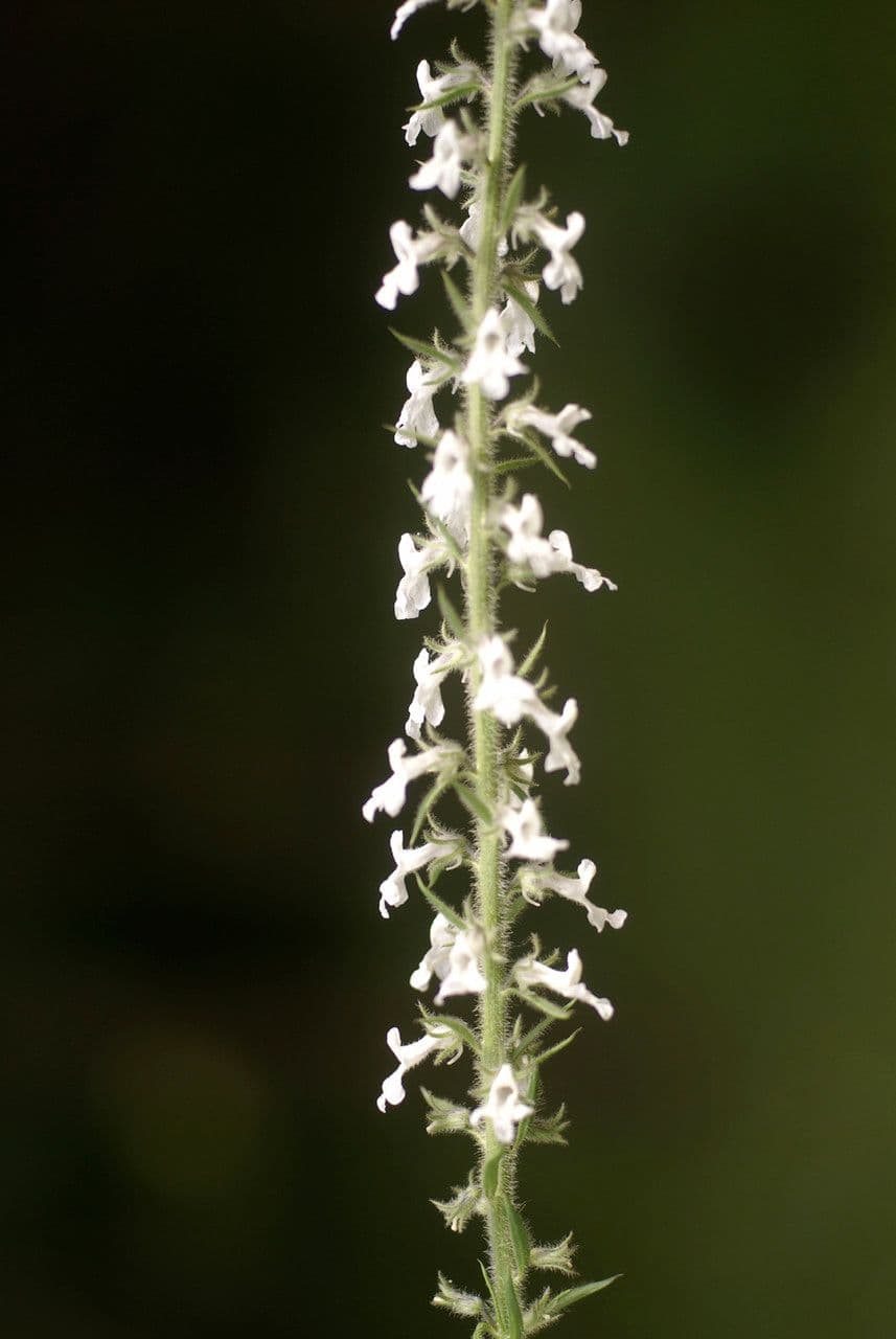 Anarrhinum 2