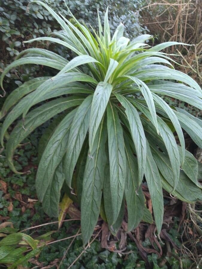 Echium di Madeira 16