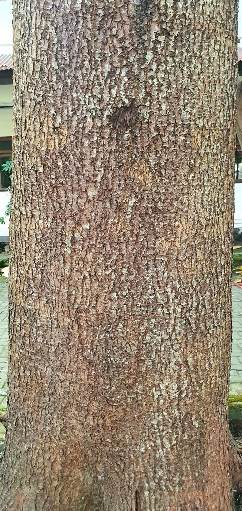 Neolamarckia 4