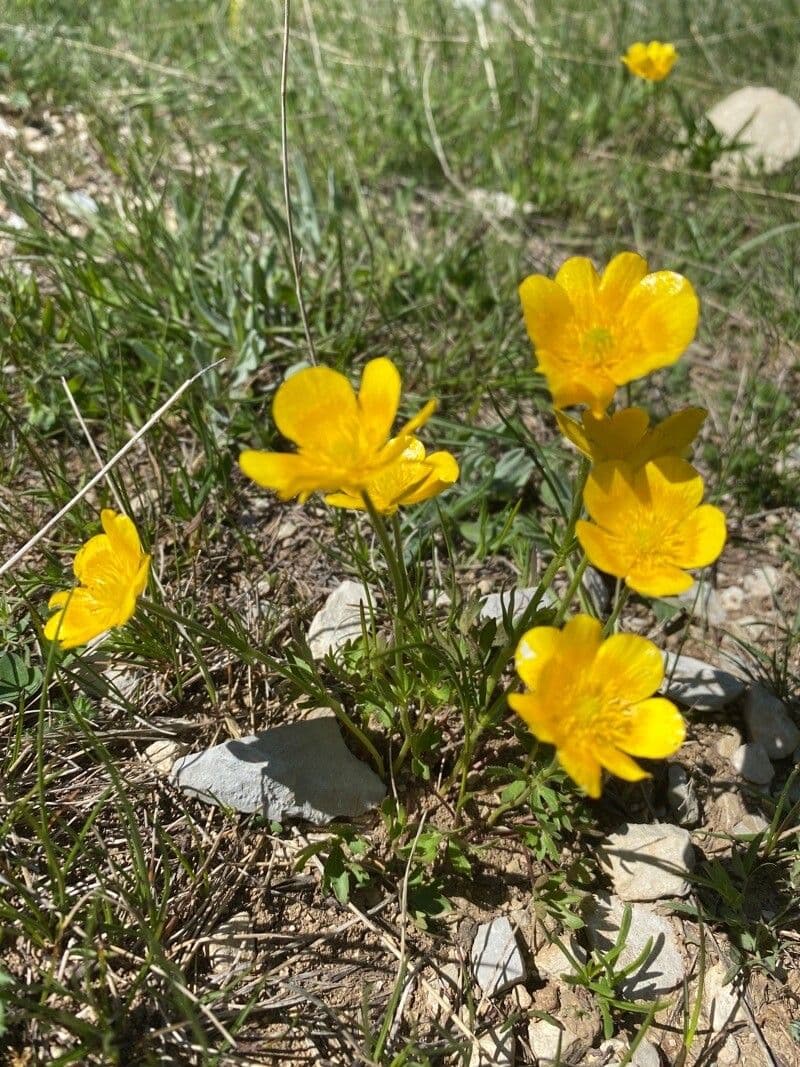Ranuncolo 6