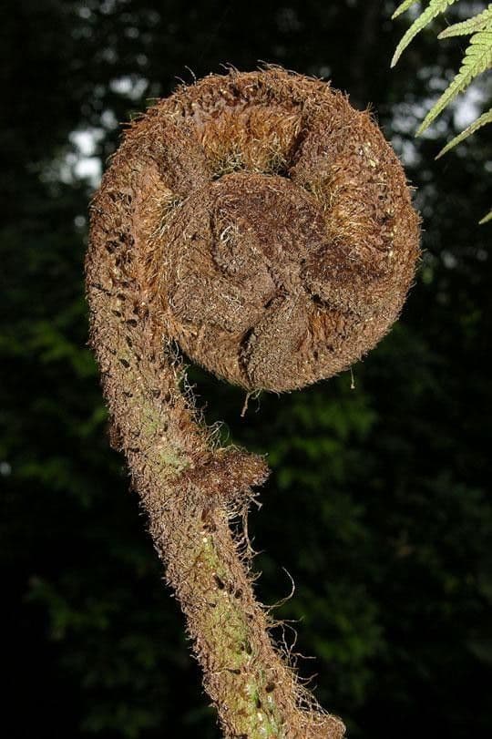 Alsophila cuspidata 5