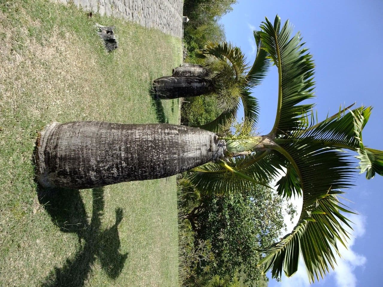 Palmier bouteille 13