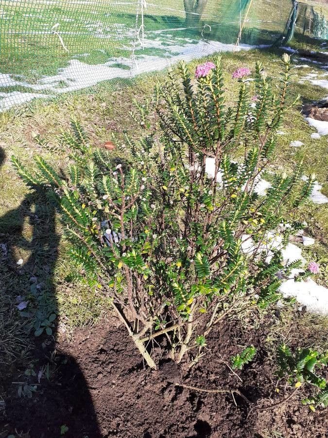 Pimelea 3