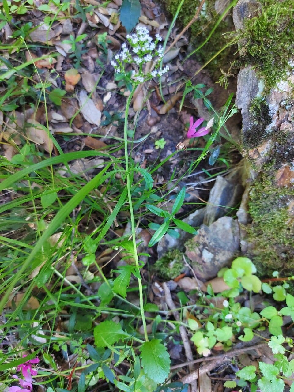 Valeriana trifogliata 15