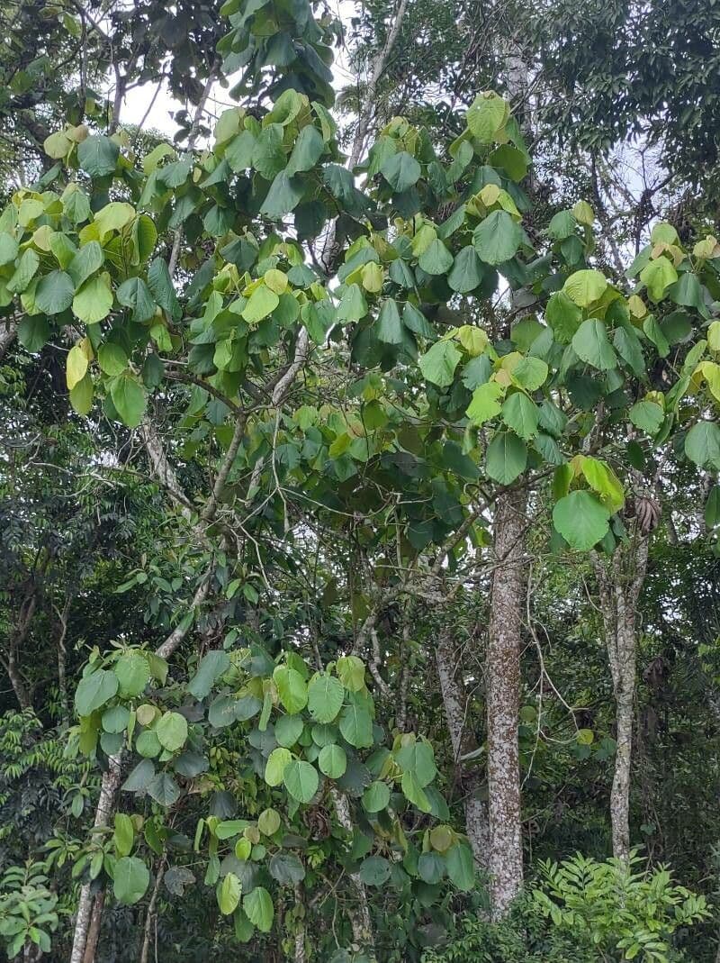 Coccoloba 2