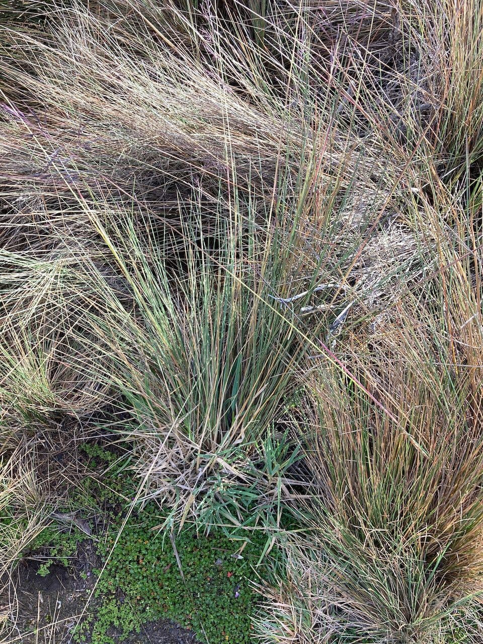 Festuca 8