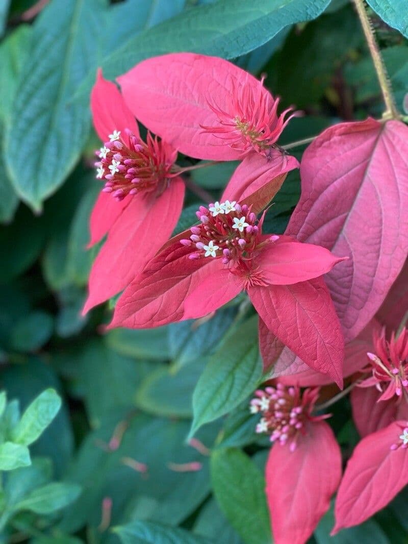 Mussaenda erythrophylla 4