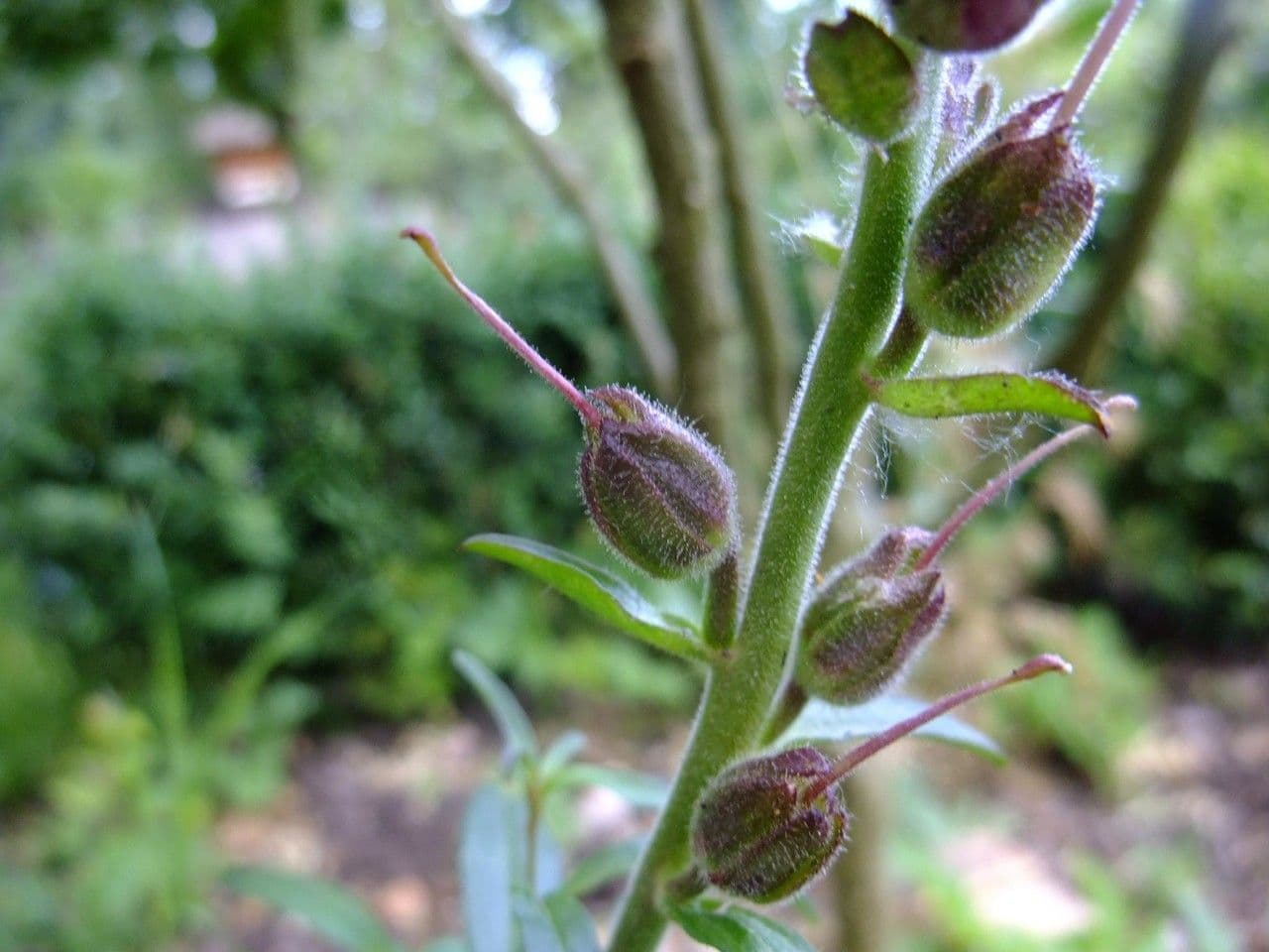Salvia purpurea 2