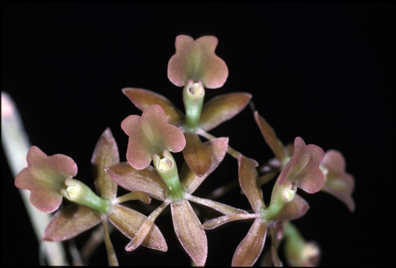 Epidendrum 3