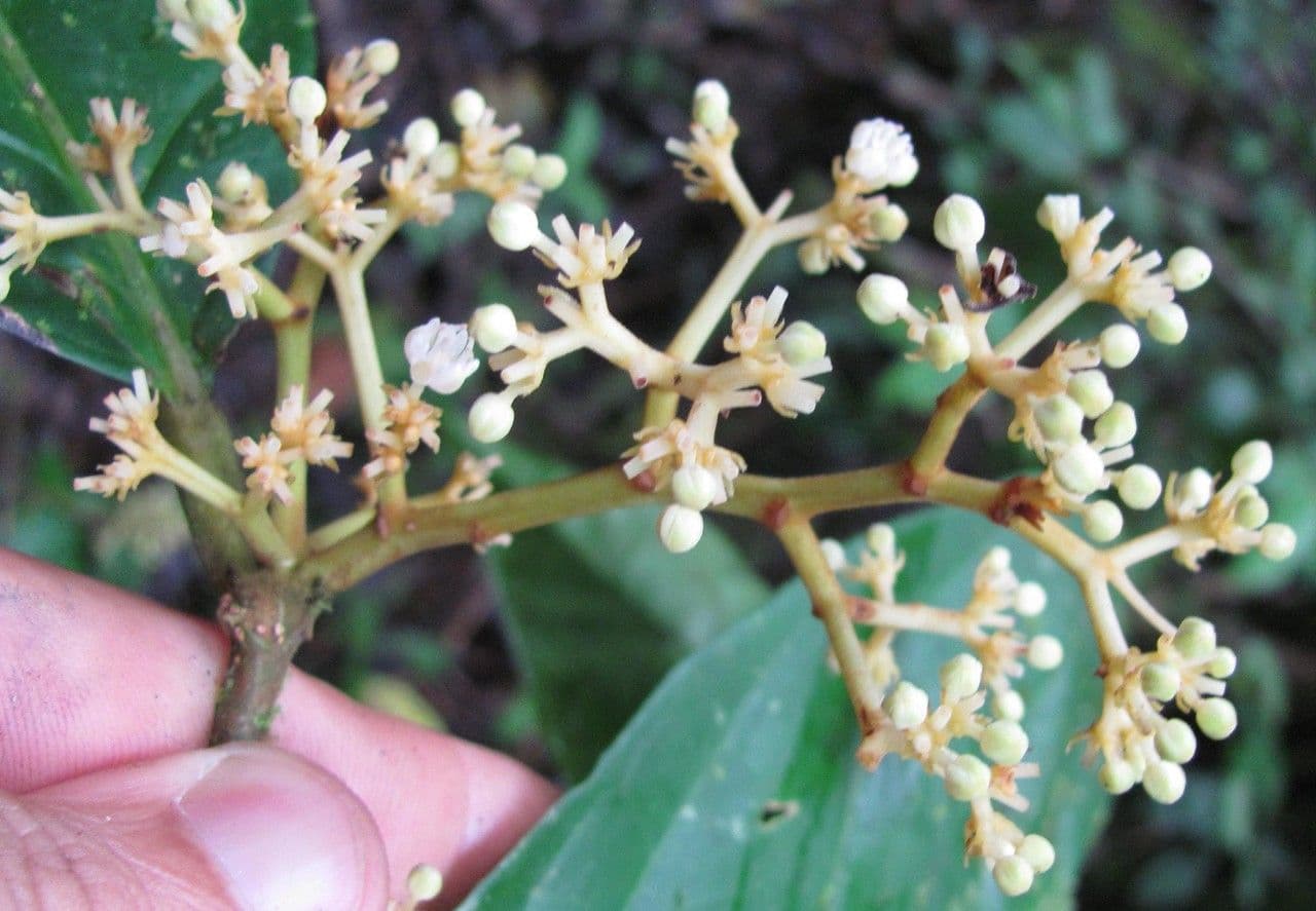 Discophora 13