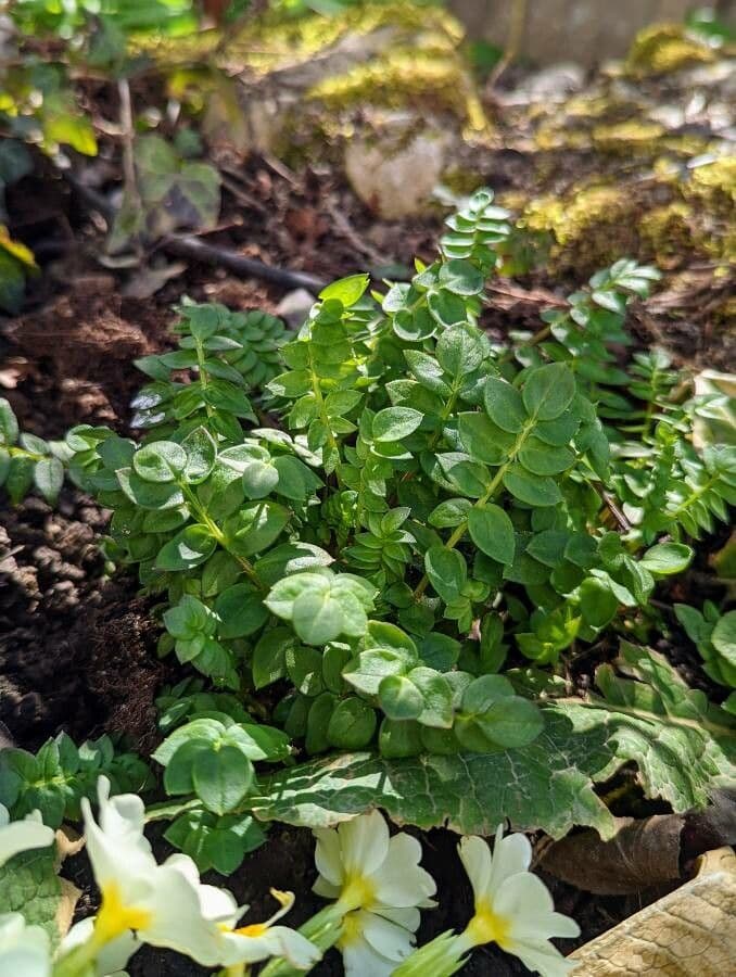 Polemonium reptans 15