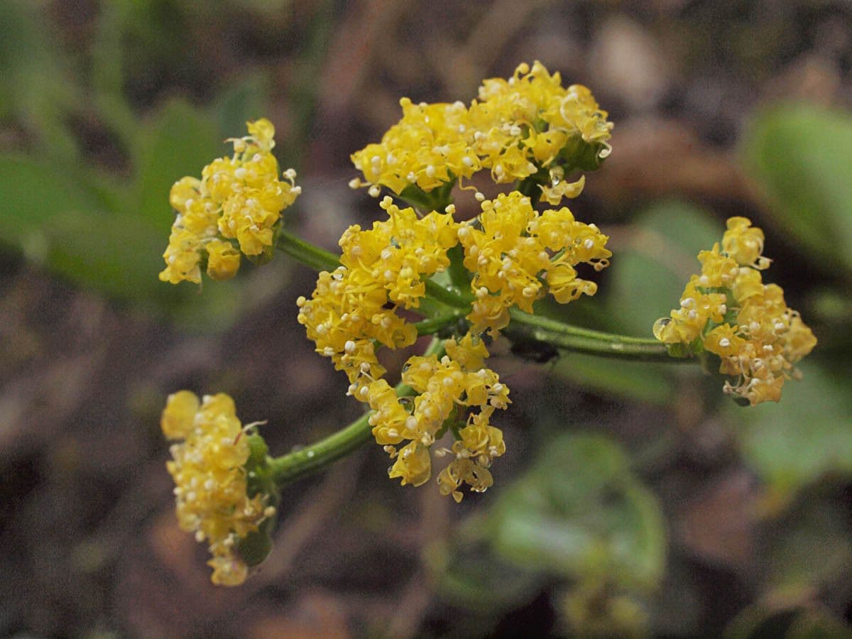 Tauschia