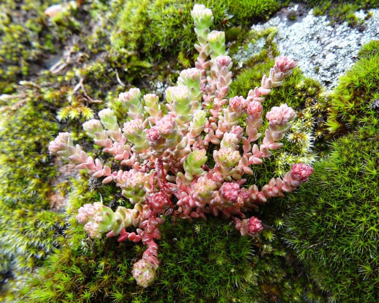 Scharfer Steinbrech 12
