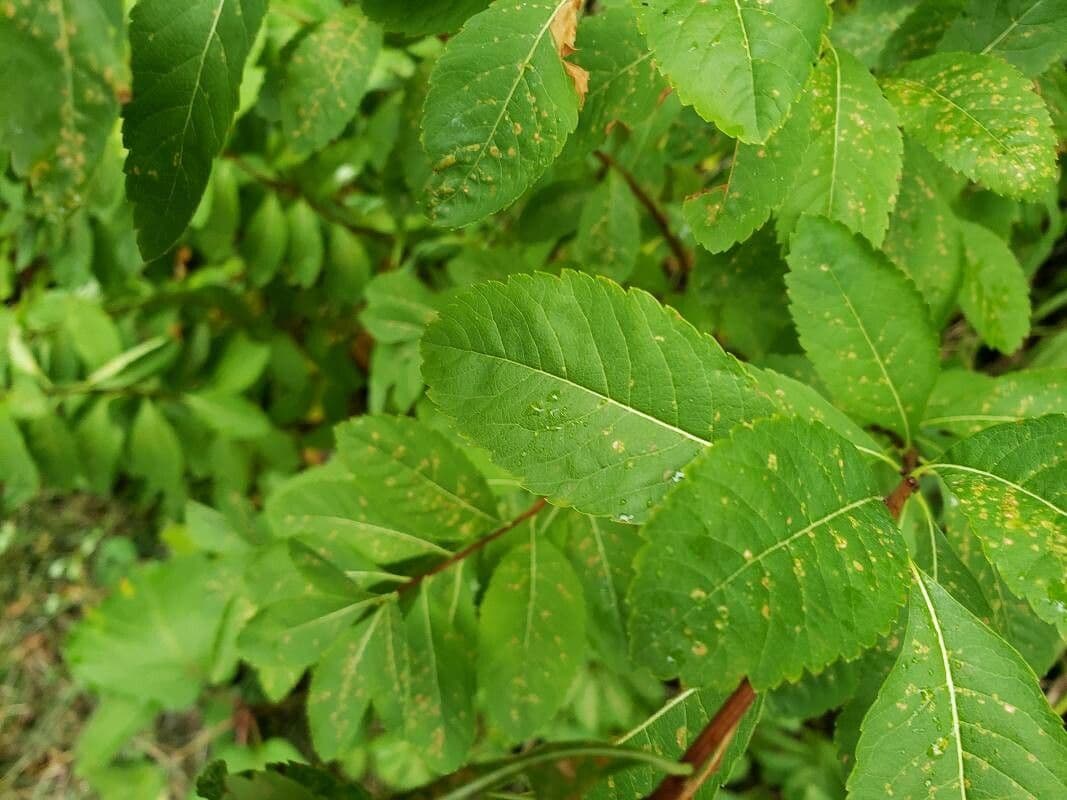 Spirea bianca 16