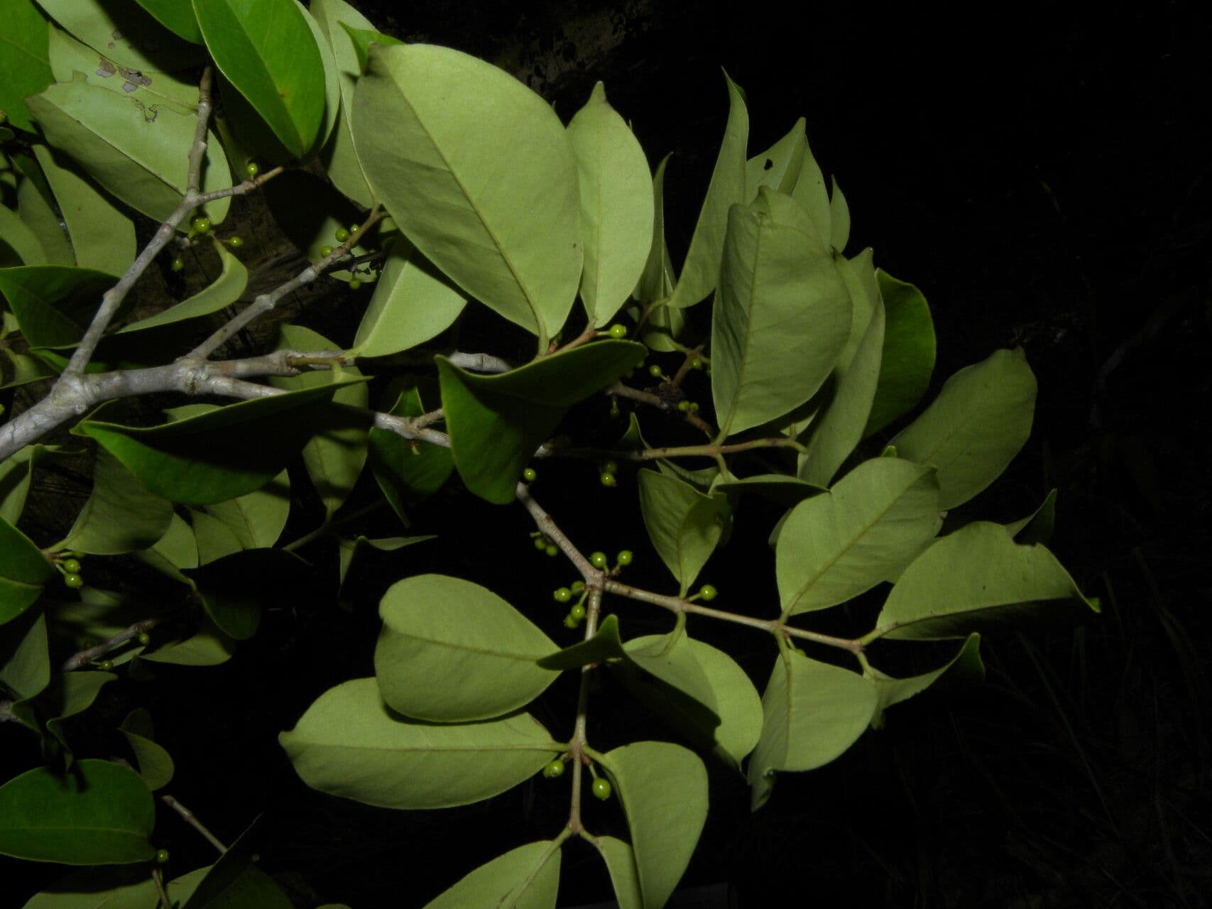 Eugenia 4