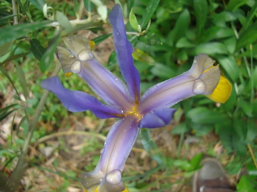 Iris xiphium 10