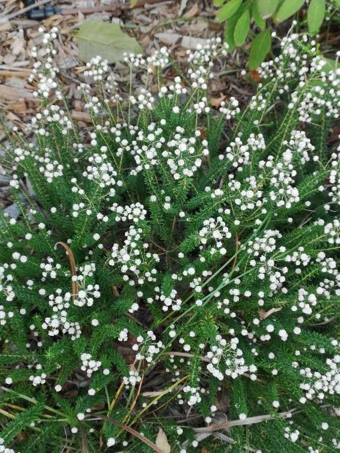 Phylica ericoides 11