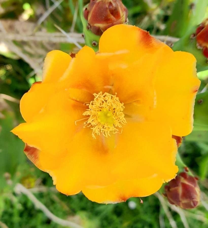 Orange Feigenkaktus 3