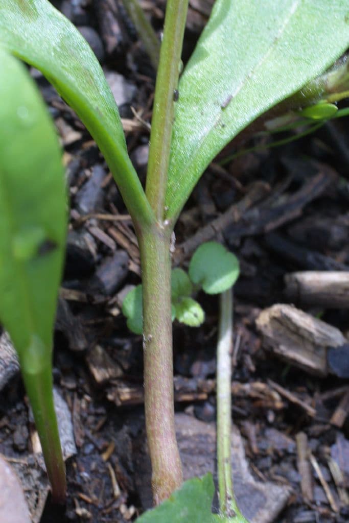 Claytonia 16