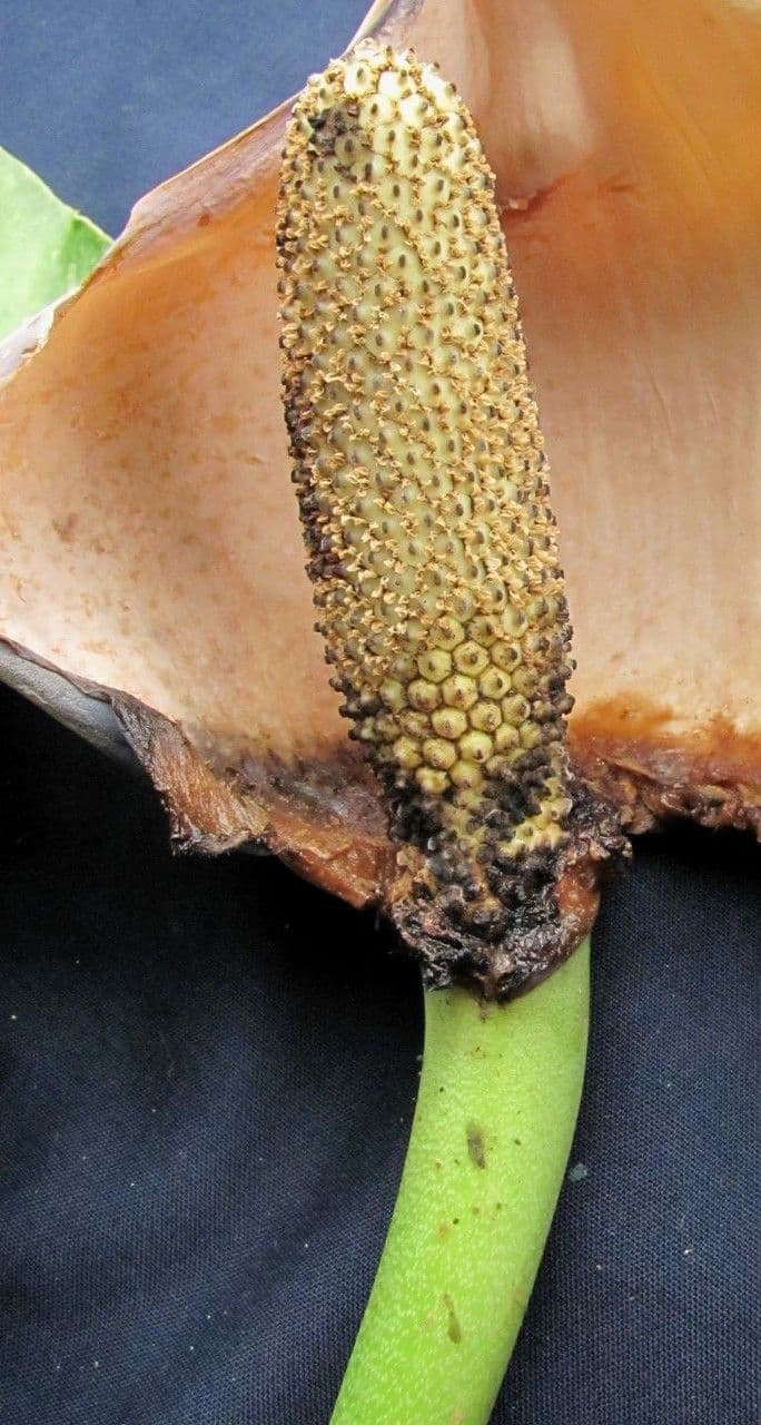 Monstera 5