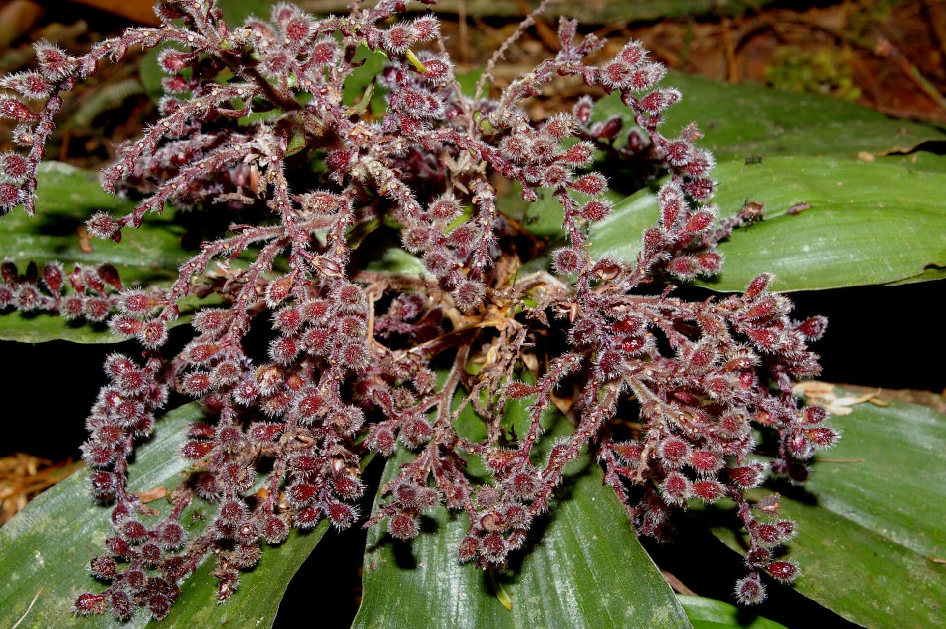 Floscopa robusta 2