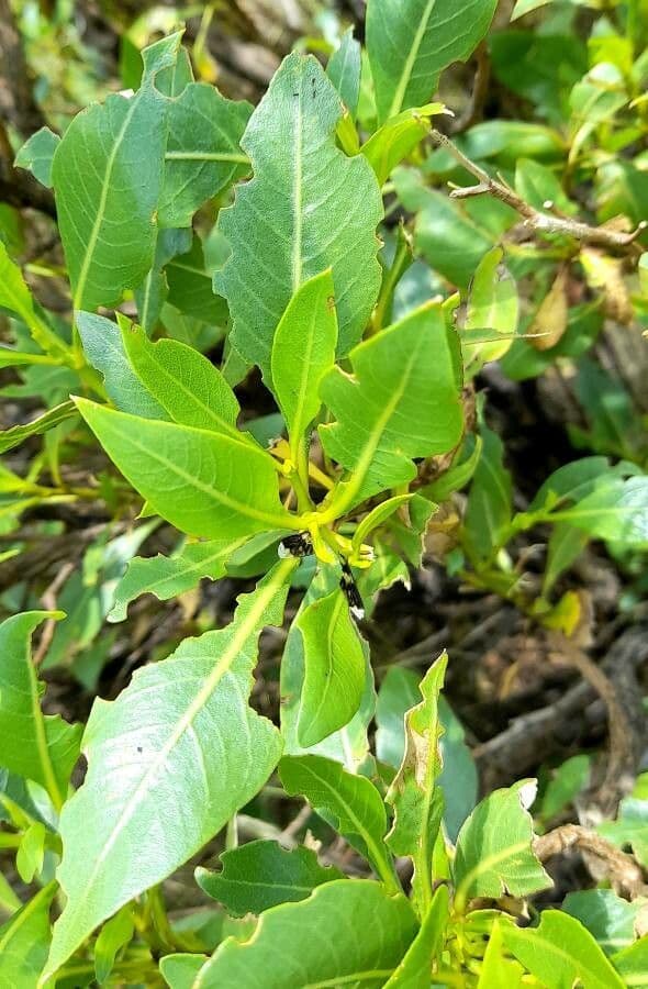 Flourensia thurifera 6