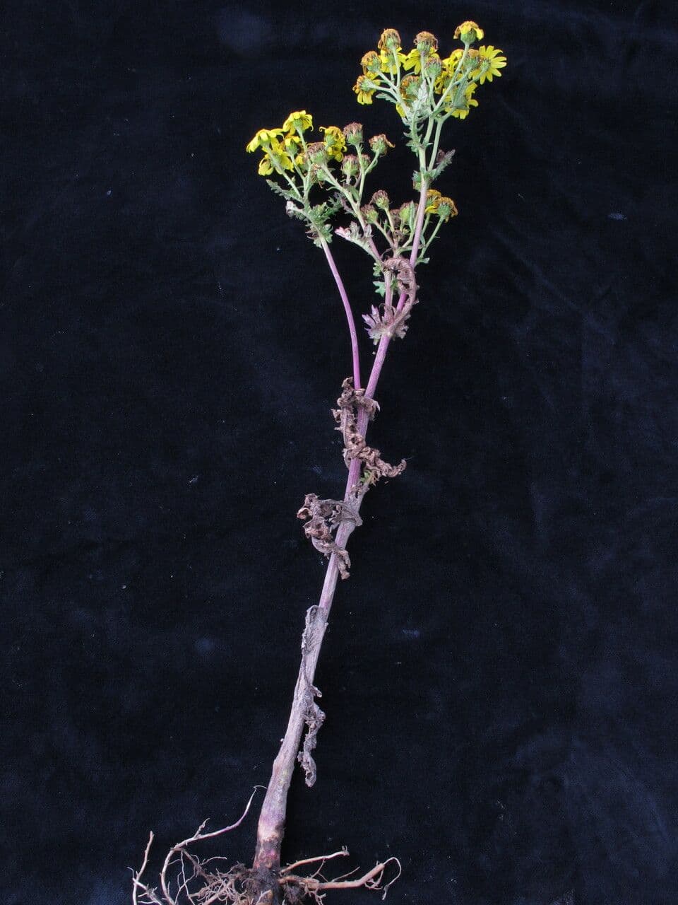Senecione