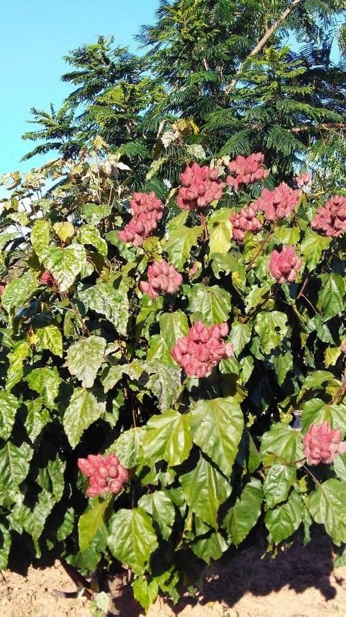Achiote 15