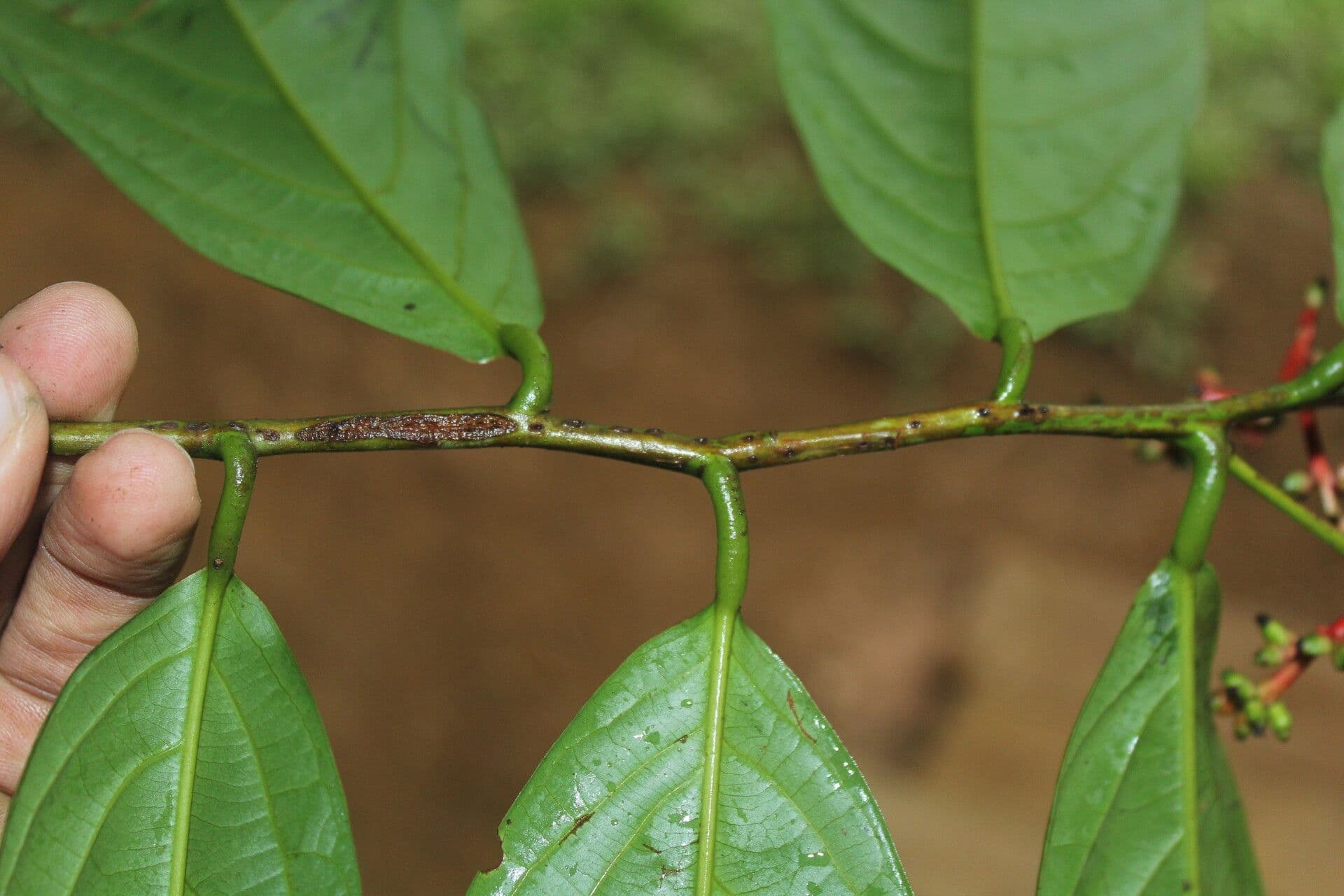 Ocotea atirrensis 8