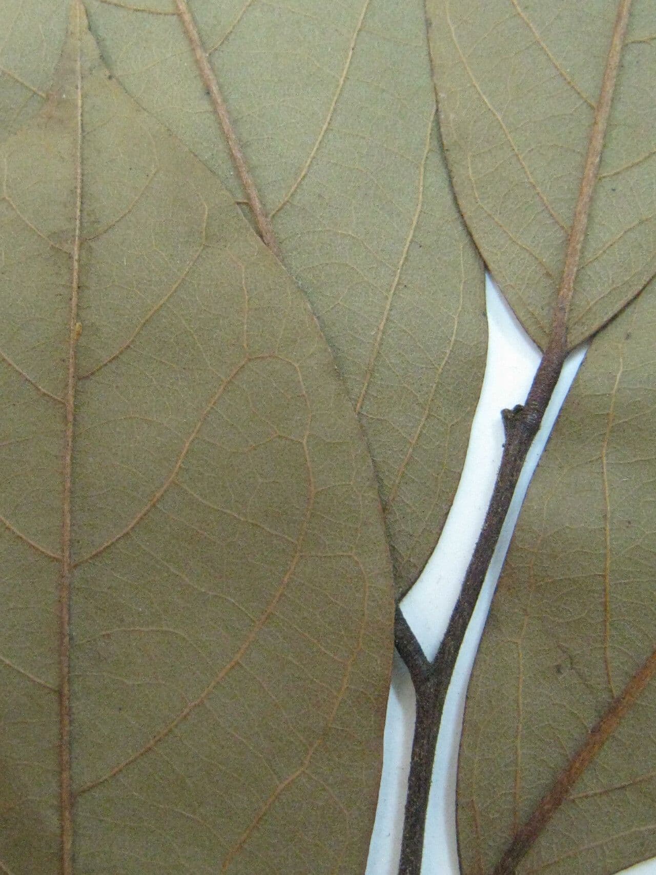 Ephedranthus 2