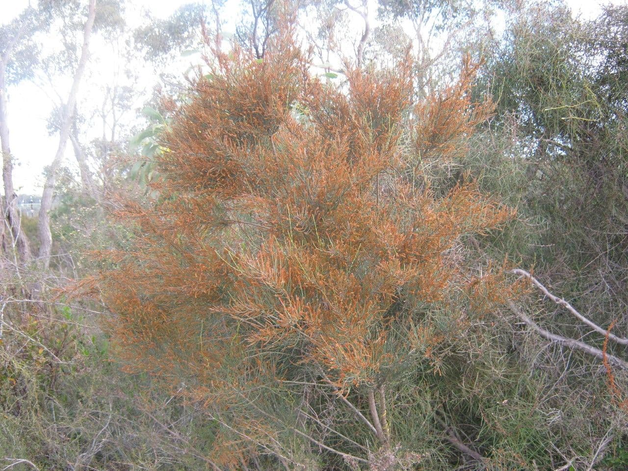 Allocasuarina di Mueller 9
