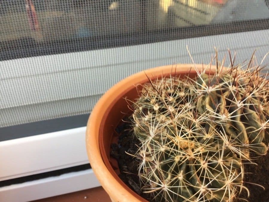 Thelocactus setispinus 7